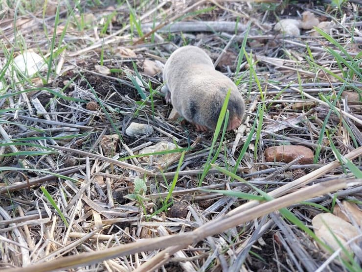 חולד (צילום: אנסטסיה בטורינה) חולד