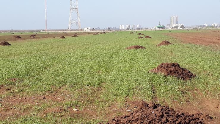 ערימות שיצר חולד (צילום: פרופ' עמאד שמס) ערימות שירד חולד