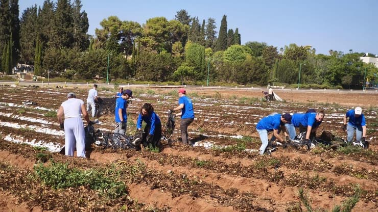 יתומים ויתומות מתנדבים בחקלאות במסגרת ה קייטנה