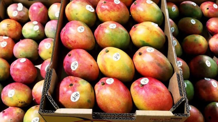 מנגו (צילום: חקלאי ערבה תיכונה) מנגו