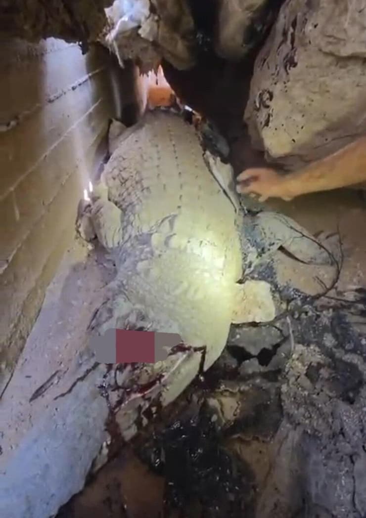 התנין שנורה למוות בראשו (צילום: למען חיות הבר) התנין שנורה למוות במסתור