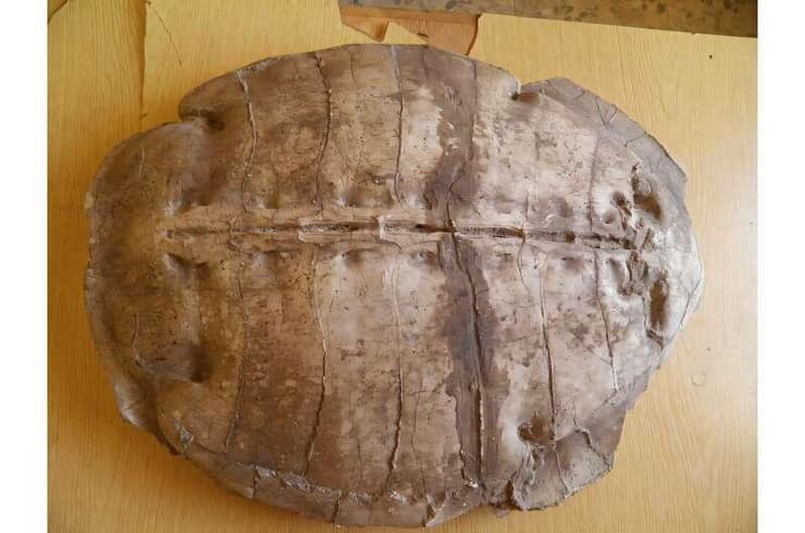 השיריון של צב הים הקדום