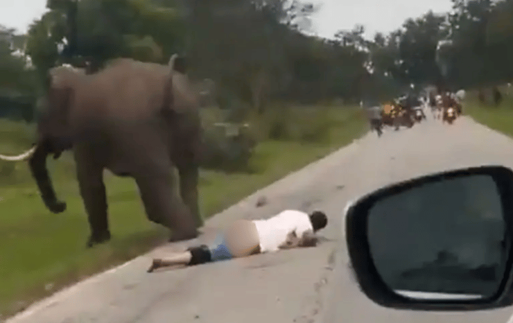 פיל תוקף תייר בהודו