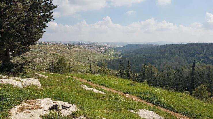 מקום ירוק שעלול להיפגע. אזור יער בן שמן