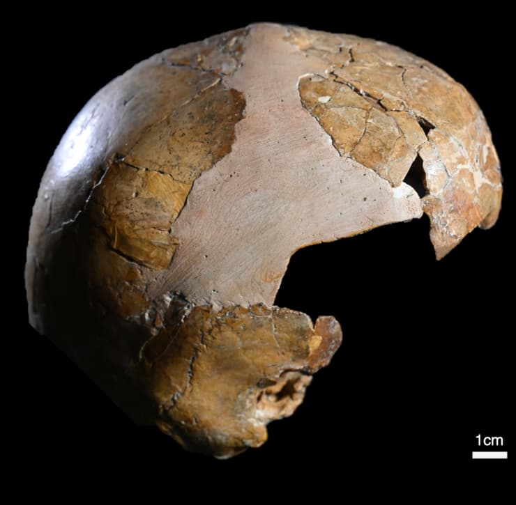 הגולגולות שנמצאה במערה בכרמל