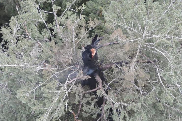 ארה"ב אורגון עץ אחד הגבוהים בעולם נשרף מ בפנים