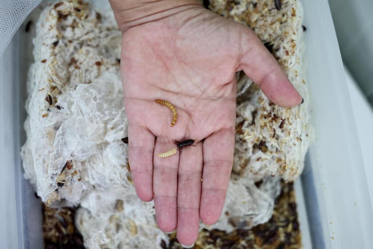 הניסוי שנערך בסרביה