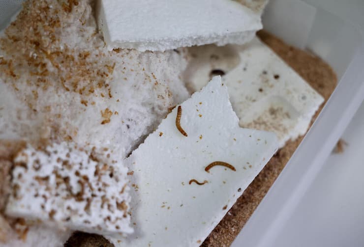 הזרחלים בפעולה