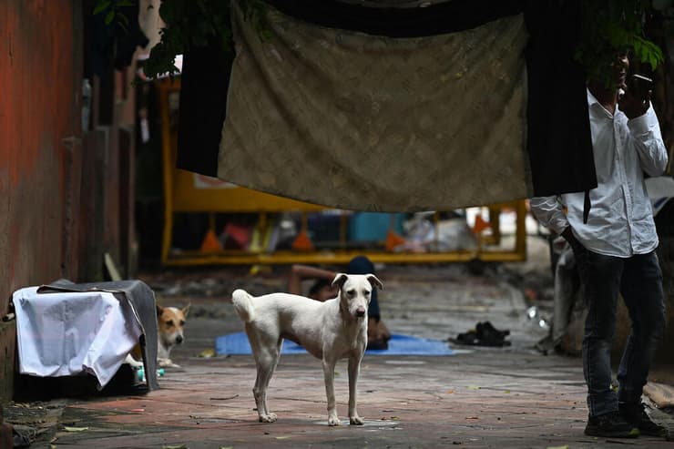 כלבים משוטטים ברחוב בניו דלהי