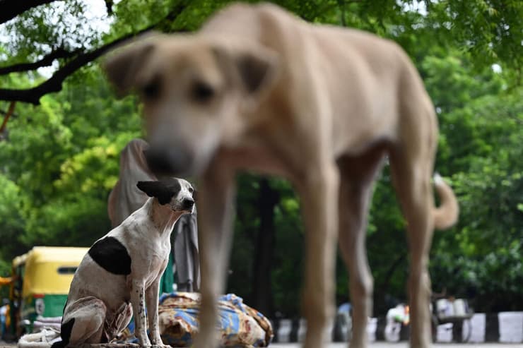 כלבים ברחוב בניו דלהי