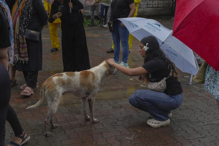 כלב רחוב מקבל ליטוף בהודו