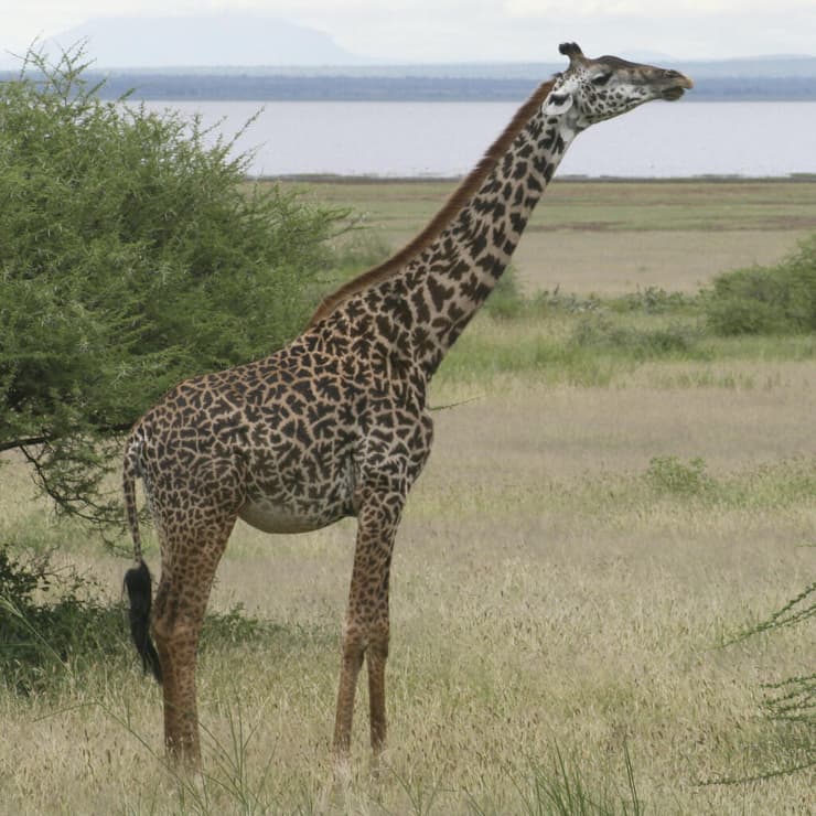 ג'ירף מסאי בטנזניה