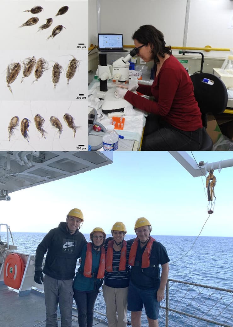 למעלה מימין: ד"ר חימנה ולאסקז דוגמת שטרגליים מדוגמאות פלנקטון במעבדת ספינת המחקר, למעלה משמאל: שטרגליים שנאספו בתחנות הדיגום לאורכו של הים התיכון, למטה : צוות המחקר