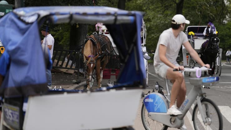 נהגי הכרכרות טוענים שהסוסים נהנים מחיים נוחים (צילום: Seth Wenig) סנטרל פארק