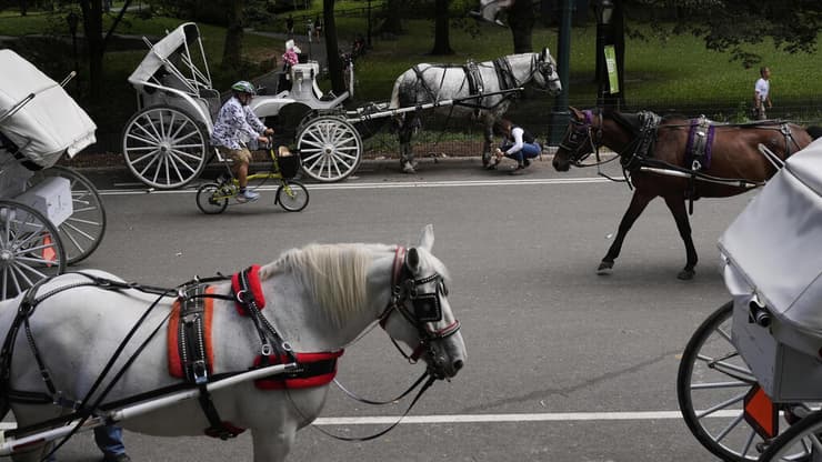 ארגוני זכויות בעלי החיים מתריעים שנים (צילום: Seth Wenig) סנטרל פארק