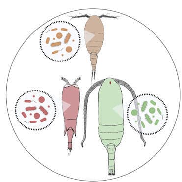 שטרגלים שונים חולקים מיקרובים ויוצרים מטה־קהילה מיקרוביאלית