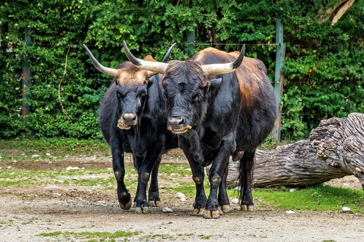 גזע בקר מודרני שפותח במטרה להחזיר לחיים את שור הבר