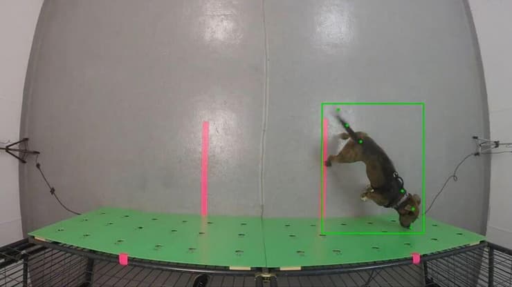 הבינה המלאכותית עוקבת אחרי כלב הגישוש בזמן משימת הרחה, ומנתחת את תנועת הזנב שלו