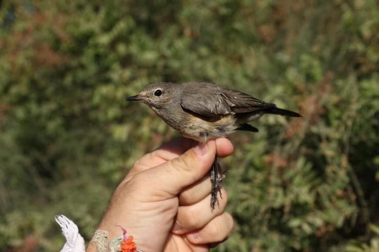 אירניה. ביקור נדיר בירושלים