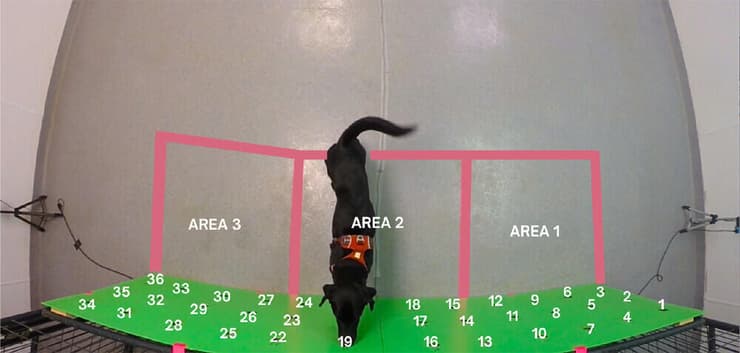 הבינה המלאכותית עוקבת אחרי כלב הגישוש בזמן משימת הרחה, ומנתחת את תנועת הזנב שלו