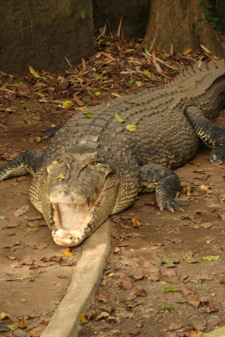 במקלט לחיות (צילום: דני סיני) במקלט לחיות