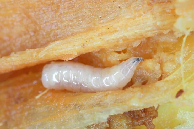 במקרים נדירים נדבקים גם בני אדם, ולעיתים ההדבקה קטלנית. תולעת הבורג (צילום: shuttersrock) תולעת הבורג