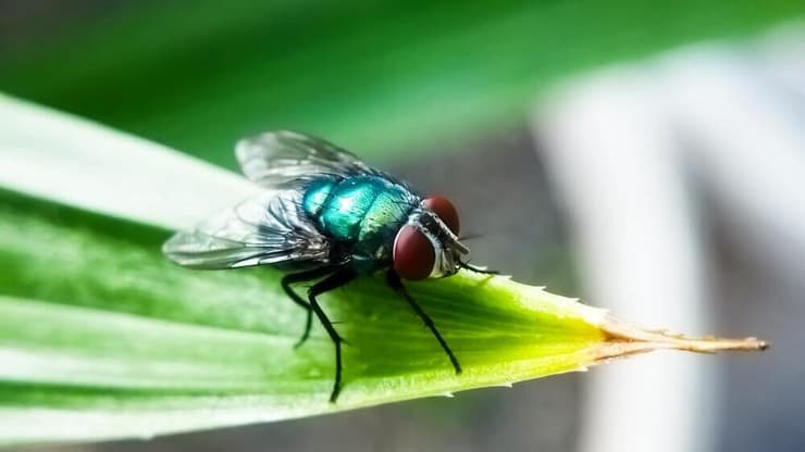 זבוב תולעת הבורג: בתוכניות הדברה עולמיות משחררים מיליארדי זכרים עקרים (צילום: shuttersrock) תולעת הבורג