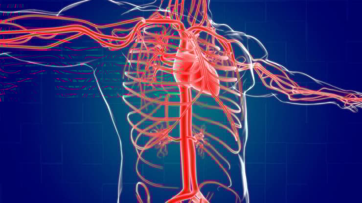 מערכת כלי הדם