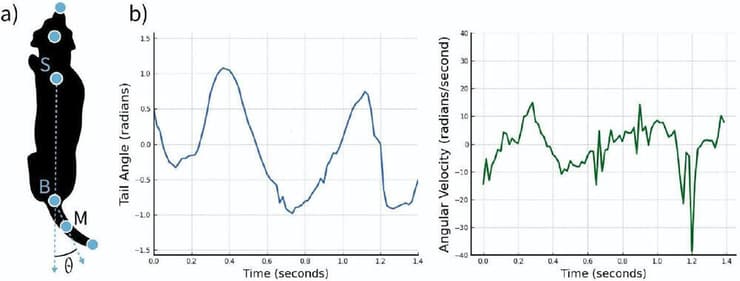 גרף שמראה את תנועת הזנב הנמדדת ברדיאנים. נצפתה אסימטריה משמעותית בין הצדדים בעת זיהוי ריח המטרה. האיור משמאל מדגים את הנקודות בגוף הכלב, אחריהן עוקבת המכונה למדידת הזווית