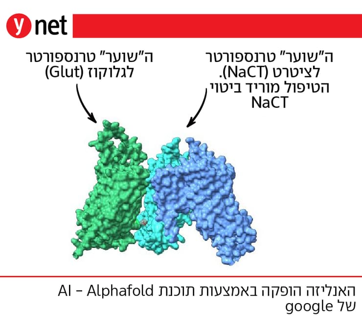 אינפו מחקר תהליכים מטבוליים בן גוריון