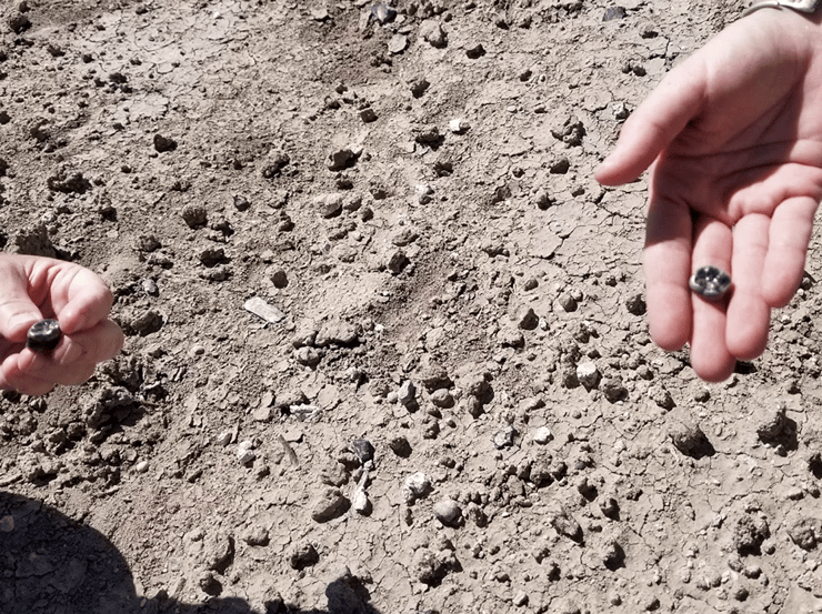 השיניים הראו ששלושה מינים שונים בשושלת האדם חיו זה לצד זה. חוקרים מציגים את השיניים המאובנות שגילו