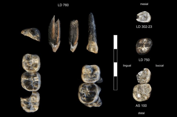 האוצרות של חוקרי המאובנים. 13 שיניים של מינים שונים של אדם שנמצאו באתיופיה