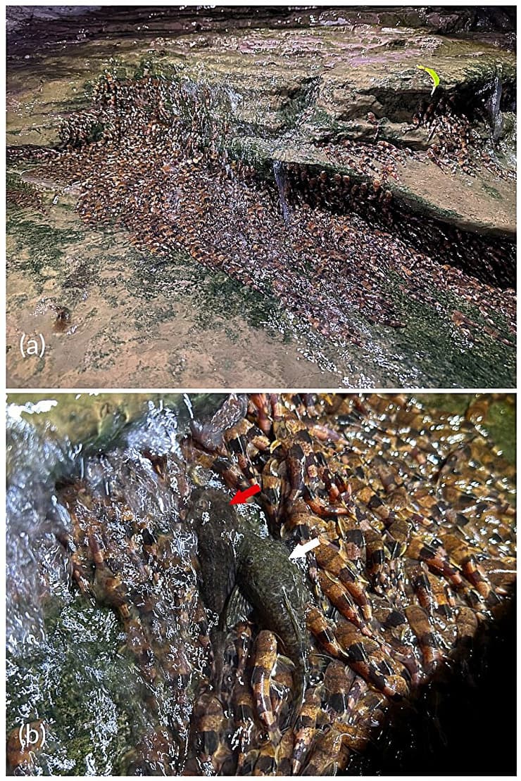 השפמנונים המטפסים