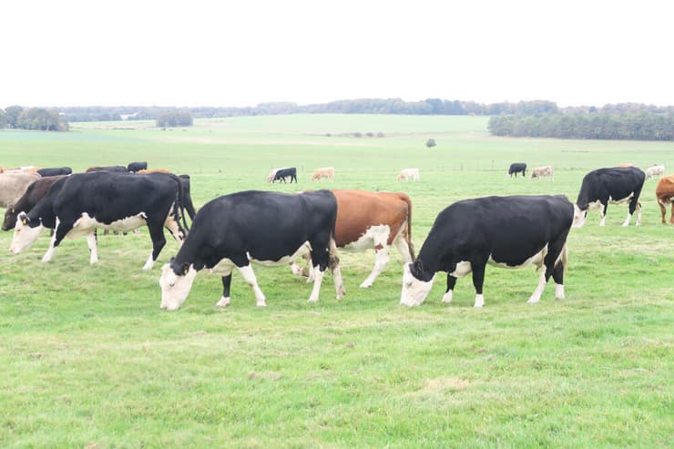 עדר בקר רועה סמוך לסטונהנג'