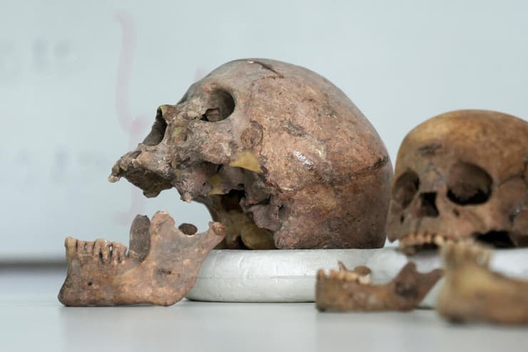 גולגולות אדם ולסתות תחתונות מונחות על שולחן המעבדה באוניברסיטה הלאומית של קולומביה. לאחר ריצוף גנטי מלא של כמה מהשרידים העתיקים, נחשפה שושלת אנושית חדשה