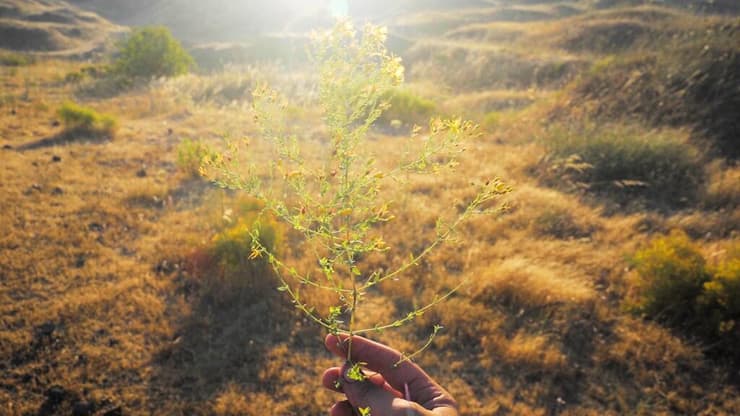 אגדה טכנו-בוטנית 