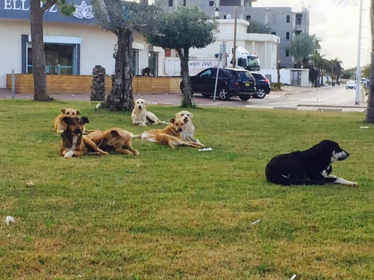 כלבים משוטטים ברחובות