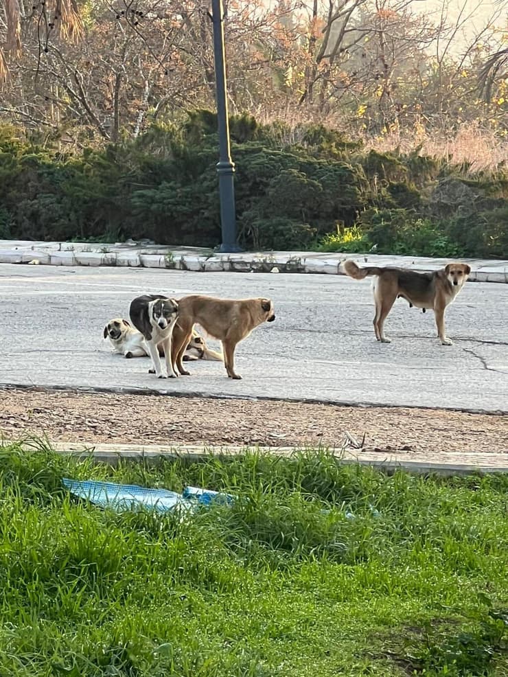 כלבים חולי כלבת שפלשו לישראל מלבנון בחסות המלחמה