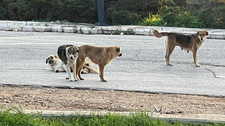 כלבים שפלשו לישראל מלבנון בחסות המלחמה כלבים חולי כלבת שפלשו לישראל מלבנון בחסות המלחמה