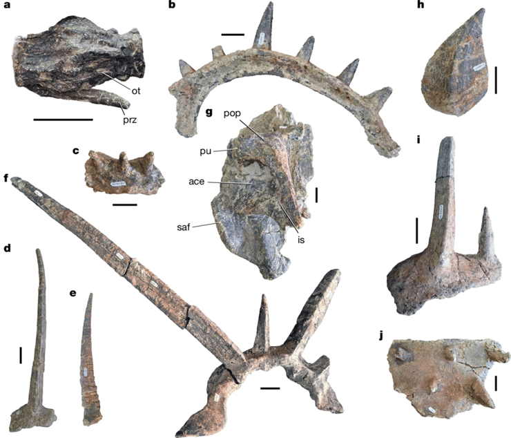 עצמותיו של הדינוזאור ספיקומלוס אפר (צילום: מתוך כתב העת Nature) עצמותיו של הדינוזאור ספיקומלוס אפר