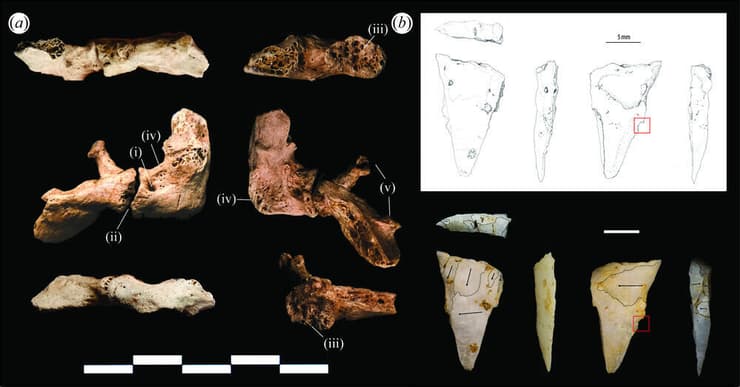 ראש החץ מקוורץ ושרידי עצמותיו של TBH1