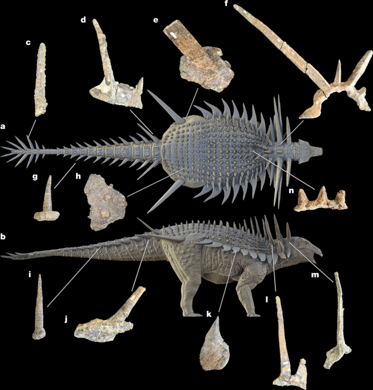 שיוך עצמותיו של הדינוזאור ספיקומלוס אפר (צילום: מתוך כתב העת Nature) שיוך עצמותיו של הדינוזאור ספיקומלוס אפר