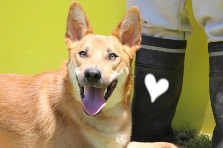 הברזל והקיטור הדהירו קדימה פרויקטים כבירים כמו רשת הרכבות הבריטית. טיפול ברכבות בתחנת בריסטול של רשת הרכבות המערבית הגדולה של בריטניה, 1843 | תחריט של האמן ג'ון קוק בורן. מקור: ויקיפדיה, נחלת הכלל 