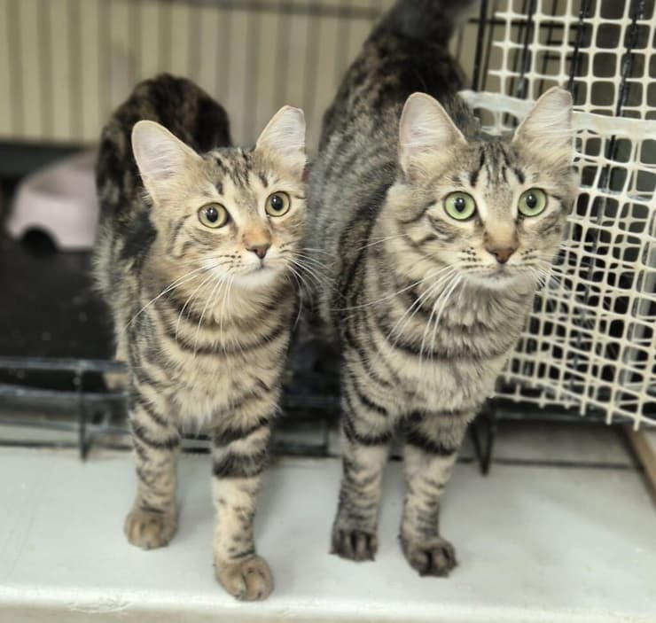 הברזל והקיטור הדהירו קדימה פרויקטים כבירים כמו רשת הרכבות הבריטית. טיפול ברכבות בתחנת בריסטול של רשת הרכבות המערבית הגדולה של בריטניה, 1843 | תחריט של האמן ג'ון קוק בורן. מקור: ויקיפדיה, נחלת הכלל 