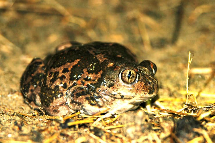 הברזל והקיטור הדהירו קדימה פרויקטים כבירים כמו רשת הרכבות הבריטית. טיפול ברכבות בתחנת בריסטול של רשת הרכבות המערבית הגדולה של בריטניה, 1843 | תחריט של האמן ג'ון קוק בורן. מקור: ויקיפדיה, נחלת הכלל 
