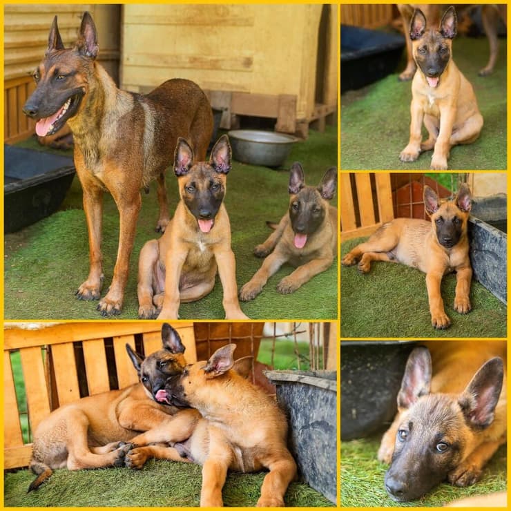 הברזל והקיטור הדהירו קדימה פרויקטים כבירים כמו רשת הרכבות הבריטית. טיפול ברכבות בתחנת בריסטול של רשת הרכבות המערבית הגדולה של בריטניה, 1843 | תחריט של האמן ג'ון קוק בורן. מקור: ויקיפדיה, נחלת הכלל 