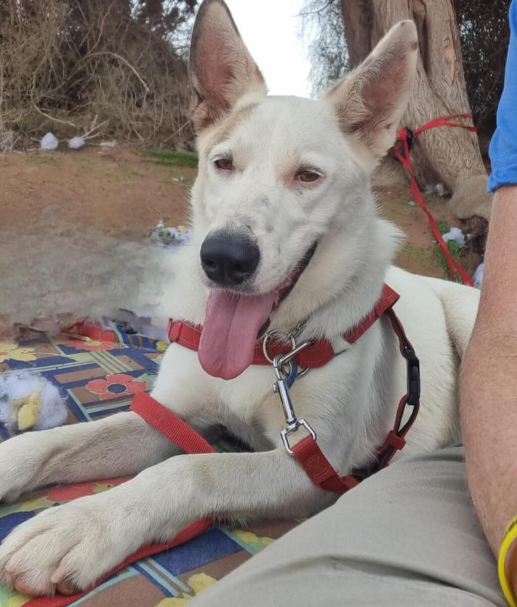 הברזל והקיטור הדהירו קדימה פרויקטים כבירים כמו רשת הרכבות הבריטית. טיפול ברכבות בתחנת בריסטול של רשת הרכבות המערבית הגדולה של בריטניה, 1843 | תחריט של האמן ג'ון קוק בורן. מקור: ויקיפדיה, נחלת הכלל 