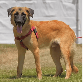 הברזל והקיטור הדהירו קדימה פרויקטים כבירים כמו רשת הרכבות הבריטית. טיפול ברכבות בתחנת בריסטול של רשת הרכבות המערבית הגדולה של בריטניה, 1843 | תחריט של האמן ג'ון קוק בורן. מקור: ויקיפדיה, נחלת הכלל 