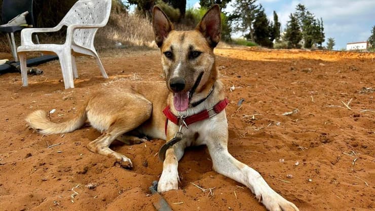 הברזל והקיטור הדהירו קדימה פרויקטים כבירים כמו רשת הרכבות הבריטית. טיפול ברכבות בתחנת בריסטול של רשת הרכבות המערבית הגדולה של בריטניה, 1843 | תחריט של האמן ג'ון קוק בורן. מקור: ויקיפדיה, נחלת הכלל 