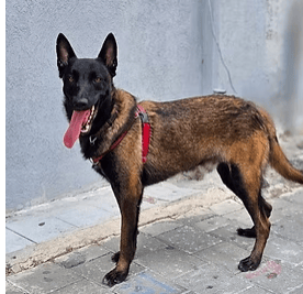 הברזל והקיטור הדהירו קדימה פרויקטים כבירים כמו רשת הרכבות הבריטית. טיפול ברכבות בתחנת בריסטול של רשת הרכבות המערבית הגדולה של בריטניה, 1843 | תחריט של האמן ג'ון קוק בורן. מקור: ויקיפדיה, נחלת הכלל 